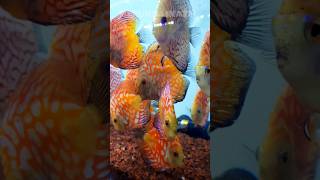 Red Discus//#discus//#aquariumvideo//#shorts