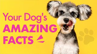 10 Amazing Facts about Your Dog😎