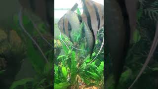 Angelfish babies finally swimming