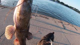 Sunday morning 🌄 flathead  Bank Fishing,,,,,, Ohio River (Cincinnati,Ohio)