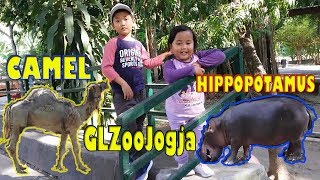 Camel And Hippopotamus At Gembira Loka Zoo Yogyakarta