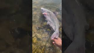 Fun little blue catfish #catfish #catfishfishing #bigcatfish #bluecat #fishing