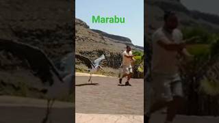 Marabú #shortvideo #animals