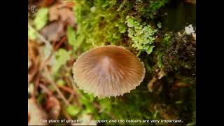 Mycena stipata.  Champimaginatis. English Text.