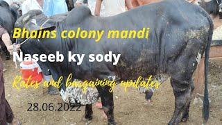 28.06.2022 cow mandi updates/ bhains colony cow mandi @mandivlogswithEjaz