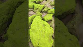 green sea rock #sea #rock #green #iran #chabahar #beach #beautiful