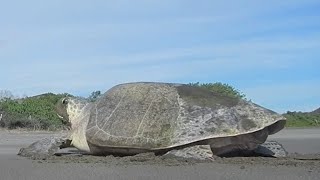 Sea Turtle Nesting Process