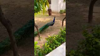 एक मोर आया |Our national bird❤ real voice of peacock👌 Beautiful peacock's video #shorts #peacock