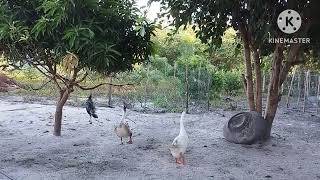 AMANHECENDO O DIA NA ROÇA ALIMENTANDO OS ANIMAIS E REGANDO AS PLANTAS