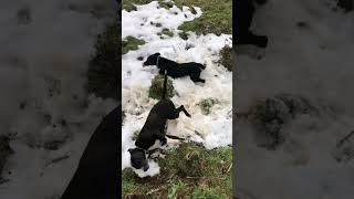 Pig dogs playing in snow for the first time