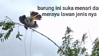 pikat burung kutilang pinter,menari dan merayu lawan