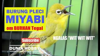 Pleci dakun maput ngalas zipper kenari wit wit wit panjang juara lomba