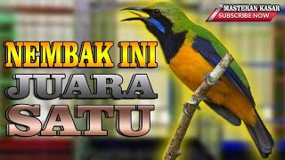 CUCAK CUNGKOK SUPER GACOR TEMBAKAN PANJANG ISTIMEWA