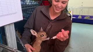 Hand feeding an orphan baby deer