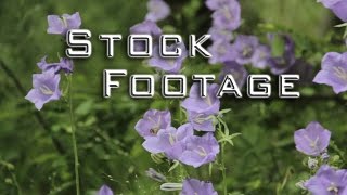 Free Stock Footage - Nature - Flowers, bees