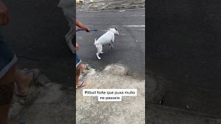 Pitbull forte e que puxa muito! #adestramento #cachorro #crdog #pitbull #cao #cães #adestrar