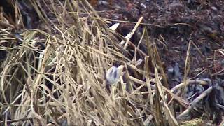 Skäggmes/Bearded Reedling.