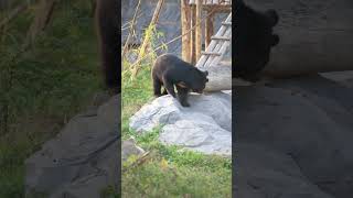 Bears at Vantara are ready to run wild this summer. #trending #vantara #viral #animal