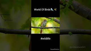 #birds#wildlife