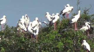 Bird Sanctuary Tonle Sap lake Cambodia