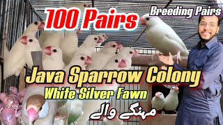 100 Java Sparrow Colony white Java silver Java fawn Java and splits breeder pairs