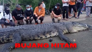 Bujang Hitam Tumpas 🔥 Samarahan Sarawak 🔥🔥🔥#Shortvideo