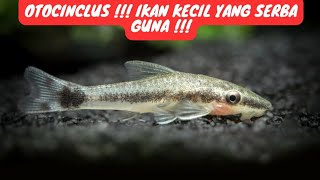 OTOCINCLUS !!! Ikan Kecil Pembersih yang serba guna !!!