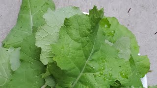 Stop white flies pests in your brassica or kale vegetables