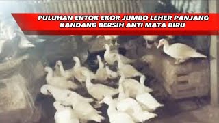 2 KALI SEHARI MEMBERSIHKAN KANDANG AGAR KANDANG TETAP BERSIH ENTOK SEHAT #entokjumbo