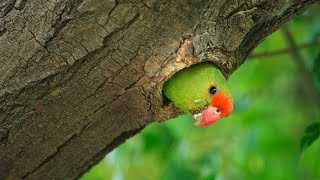 Vögel in Afrika_Schu bis Z_Bildershow