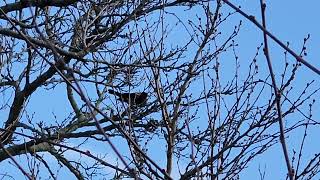 Red-winged blackbird is back again 💙❤️✝️