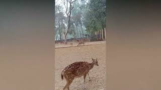 Deer Amazing Satisfying Video Animal Theater Deer Video