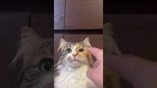 #beautiful #cat #funny #catlover #catshorts #catvideos #catlife #trending #fyp #czech