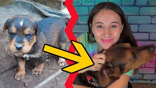 COMO CONOCI A MI PERRO? I Angela Rose #Storytime