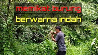 PIKAT BURUNG BERWARNA INDAH