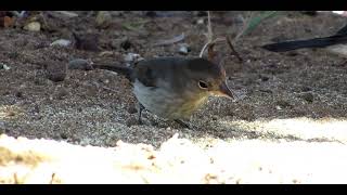 FÊMEA DO TICO-TICO-REI-CINZA (Coryphospingus pileatus)