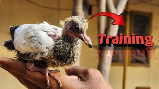 baby pigeon training