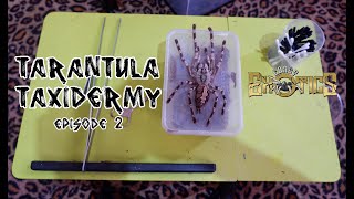 Tarantula Taxidermy Episode 2 - Poecilotheria hanumavilasumica