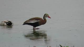 Black-bellied Whistling-Duck