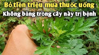 Bệnh này không trị sau này sẽ bị teo não, mất trí nhớ. trị thiếu máu não,rối loạn tiền đình.PHAN HẢI