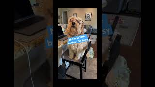 Doodle Doggie Tales- Part 85 “Not Now Little Bother” #shortvideo #dogbrothers #shortsfeed #shorts