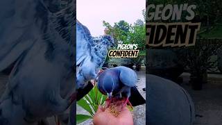 Pigeon Eats Confidently from My Hand #pigeon #confident #kabutar #shorts