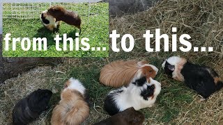 Guinea Pigs Finally Bonded!