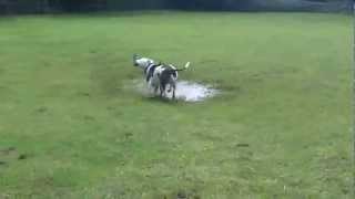 American Bull and Staffie Buster & Diesel getting filthy