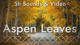 Rustling Leaves Sounds of Aspen Trees (5 hours of relaxing sounds and video)