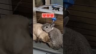 Вот так выглядит кроличья любовь 🐇💕