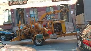 New York City up-close - tree pruning on East 32nd Street, November 12, 2024 1