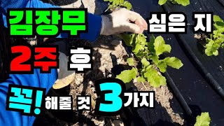 김장무, 김장무우 심은 지 2주 후에 꼭 해줄 것! 김장무 솎아주기, 김장무우 솎아주기, 김장무우 재배법