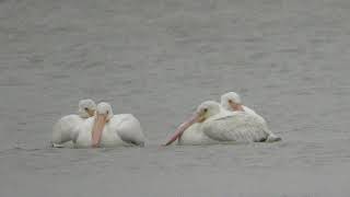 American White Pelicans