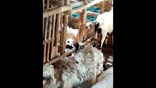 kandang kambing penuh domba indukan super jumbo#shorts